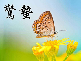 ����ף����